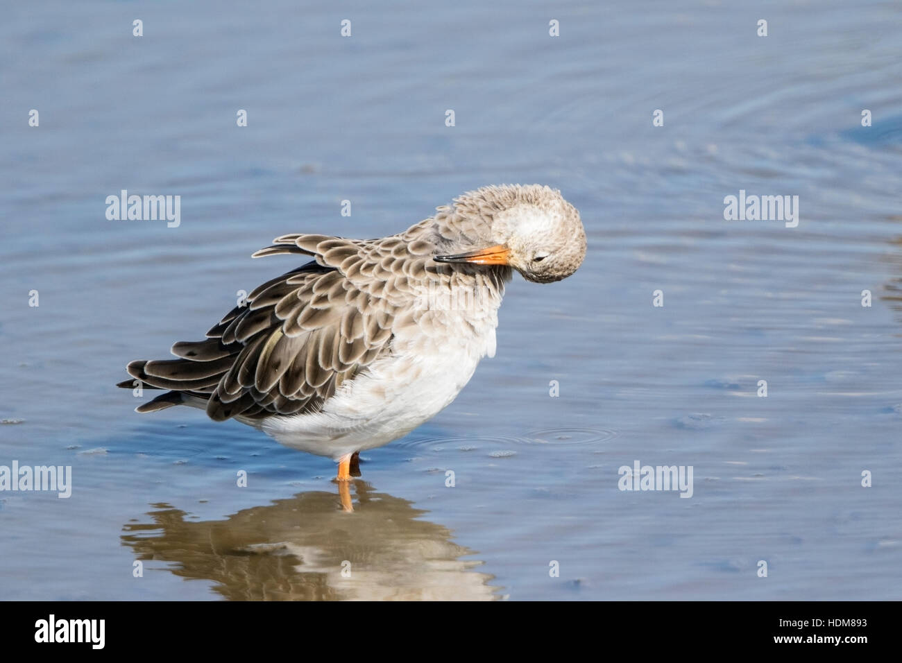 Ruff (Philomachus pugnax) capretti preening maschio mentre in piedi in acqua poco profonda, autunno, Norfolk, Inghilterra Foto Stock