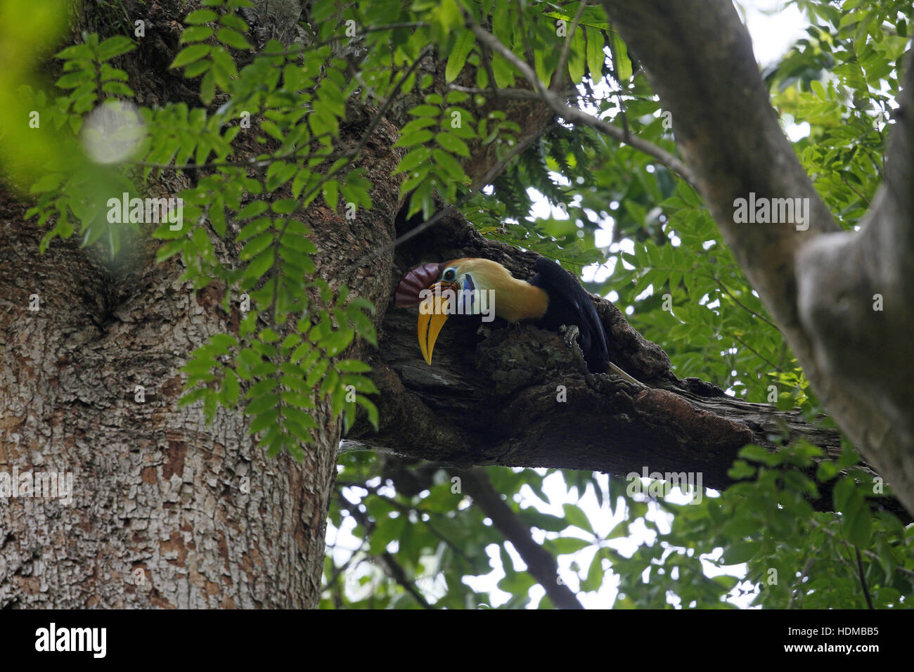 Pomello (Sulawesi stropicciata) Hornbilll, Rhyticeros () Aceros cassidix, maschio pulcini di alimentazione alta nella struttura ad albero Foto Stock