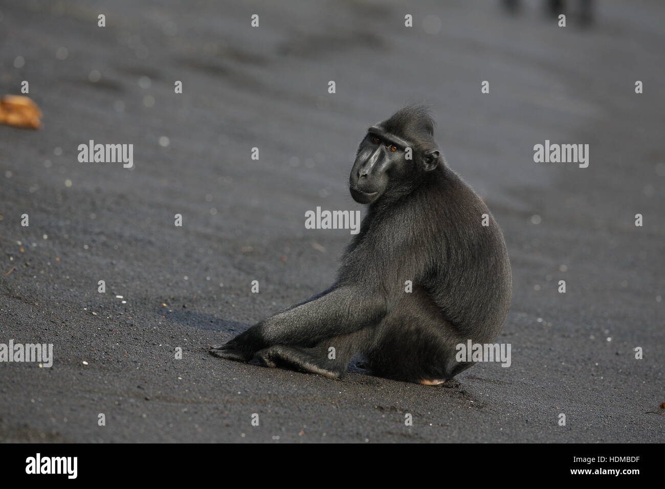 Celebes Crested macaco Macaca nigra, sulla spiaggia di sabbia nera Foto Stock