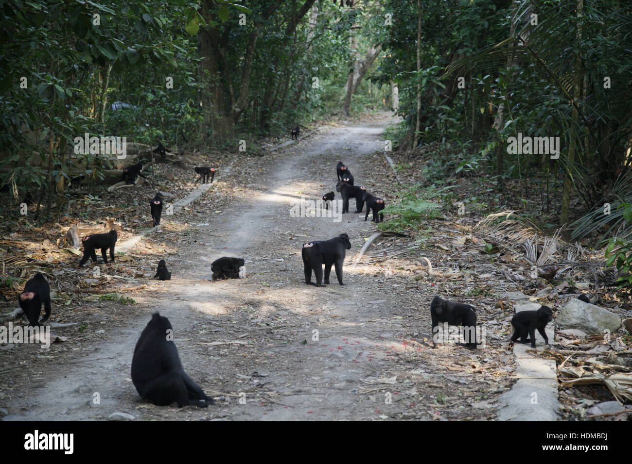 Celebes Crested macaco Macaca nigra, troup alimentare Foto Stock