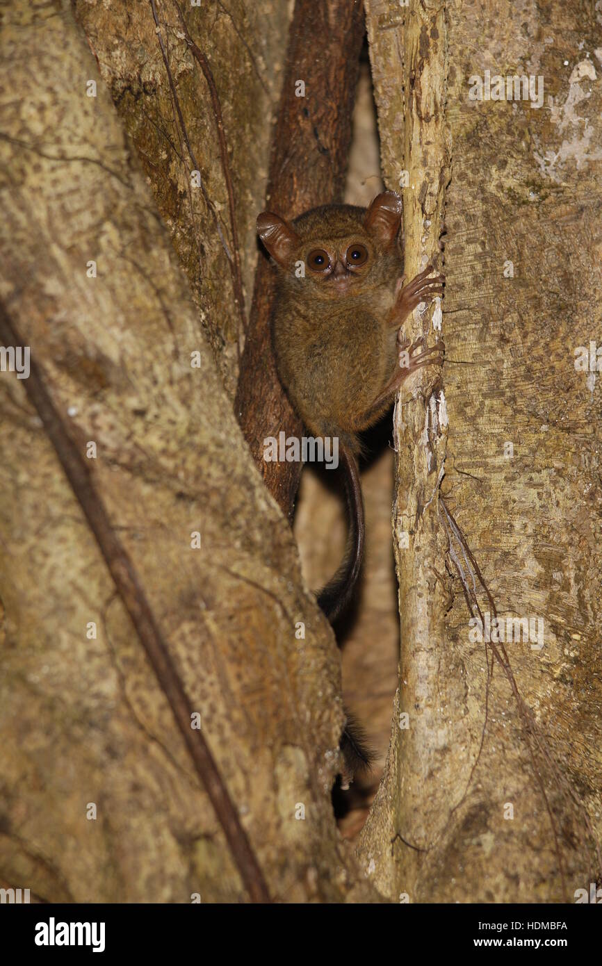 Spectral Tarsier, Tarsier tarsier (spettro), a giorno posatoio in Fig Tree Foto Stock