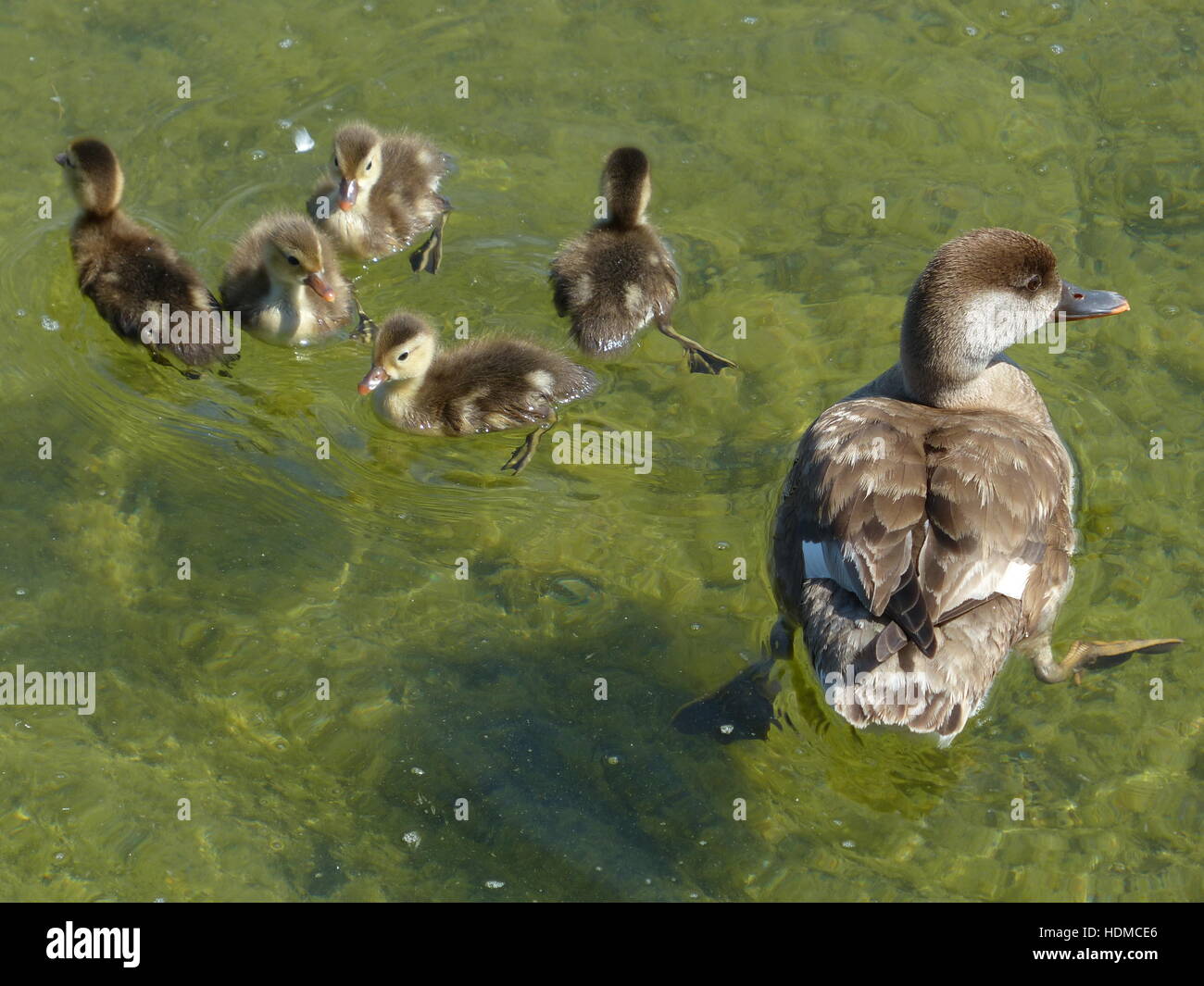 Germania - lago Chiem. Wild madre di anatra con anatroccoli nuotare sul lago Foto Stock