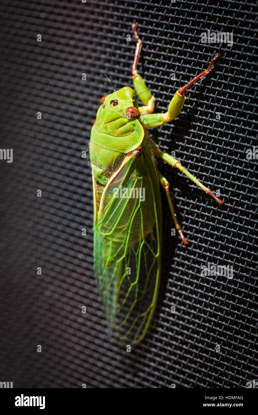 Il droghiere verde Cicala extreme closeup - uno dei più potenti di insetti nel mondo. Foto Stock