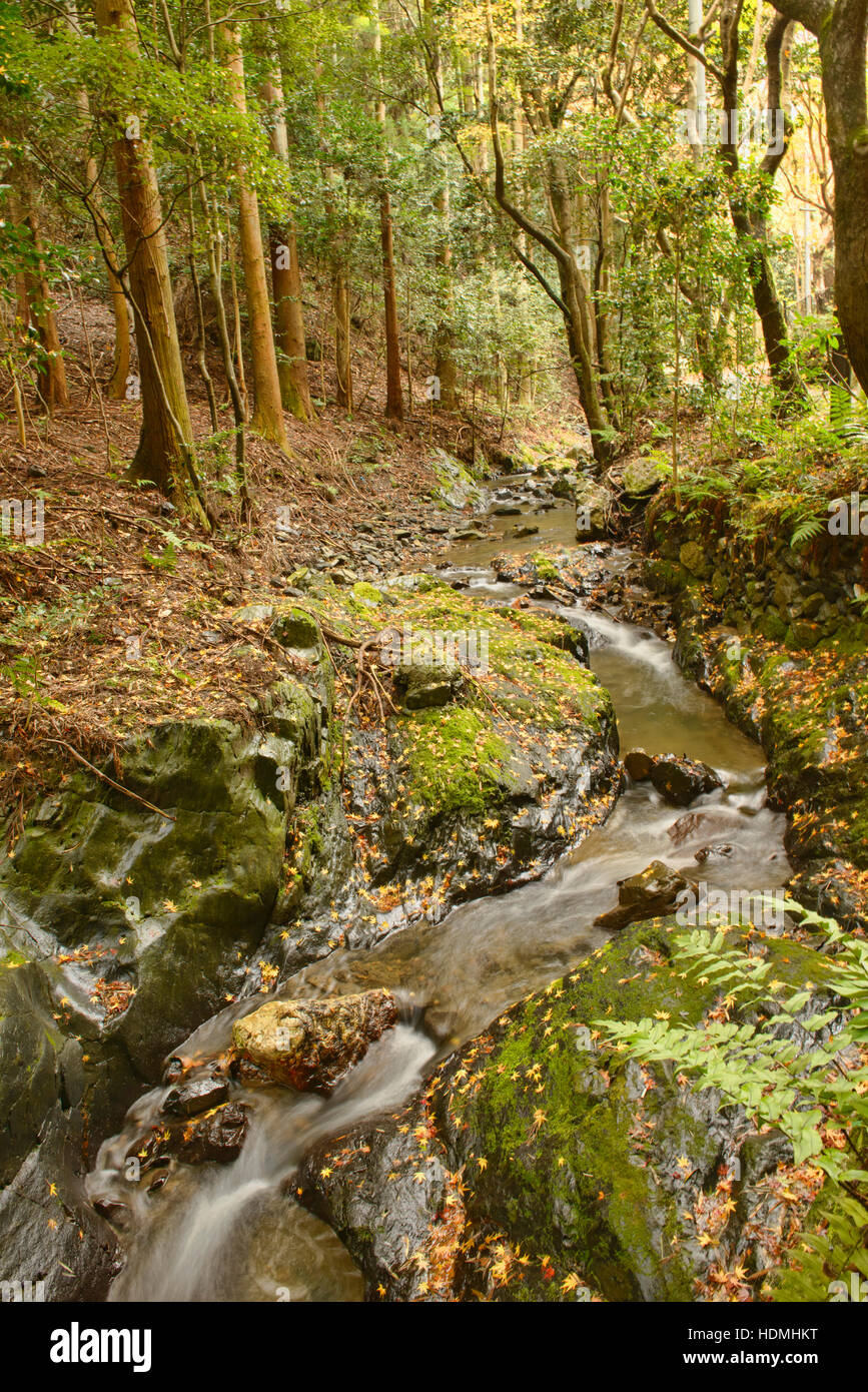 Forest creek in Higashiyama, Kyoto, Giappone Foto Stock