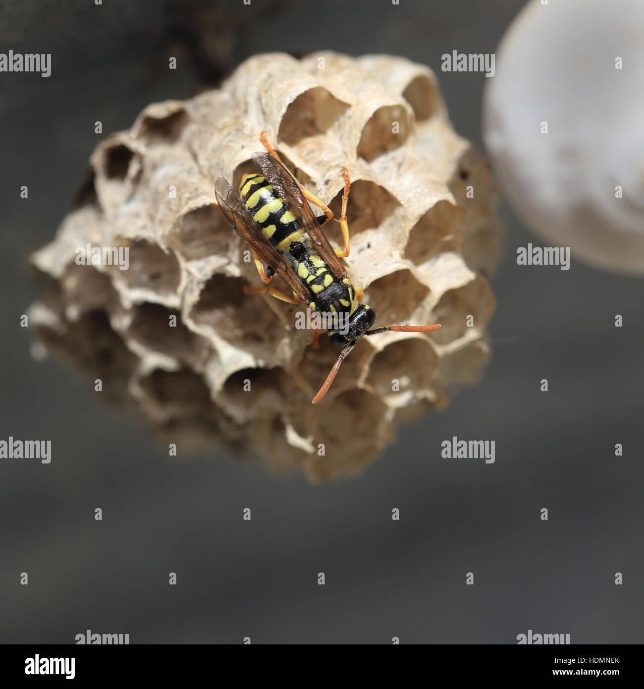 Carta europea Wasp (Polistes dominula) edificio femmina nido, Andalusia, Spagna. Foto Stock