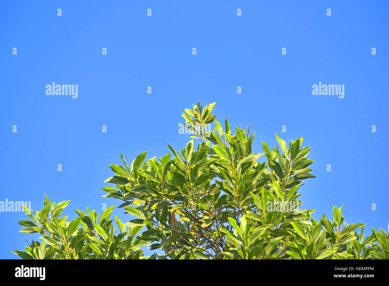 Colore verde brillante foglie nel cielo blu con nuvole copyspace Foto Stock