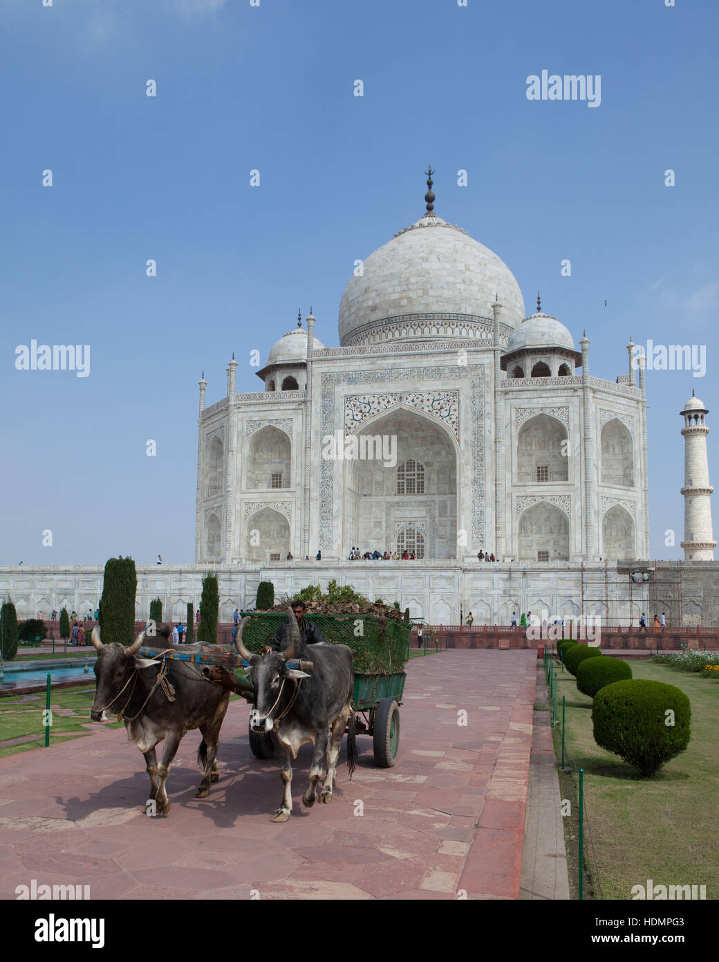 Carrello di giovenco davanti al Taj Mahal Agra,Uttar Pradesh, India, Foto Stock
