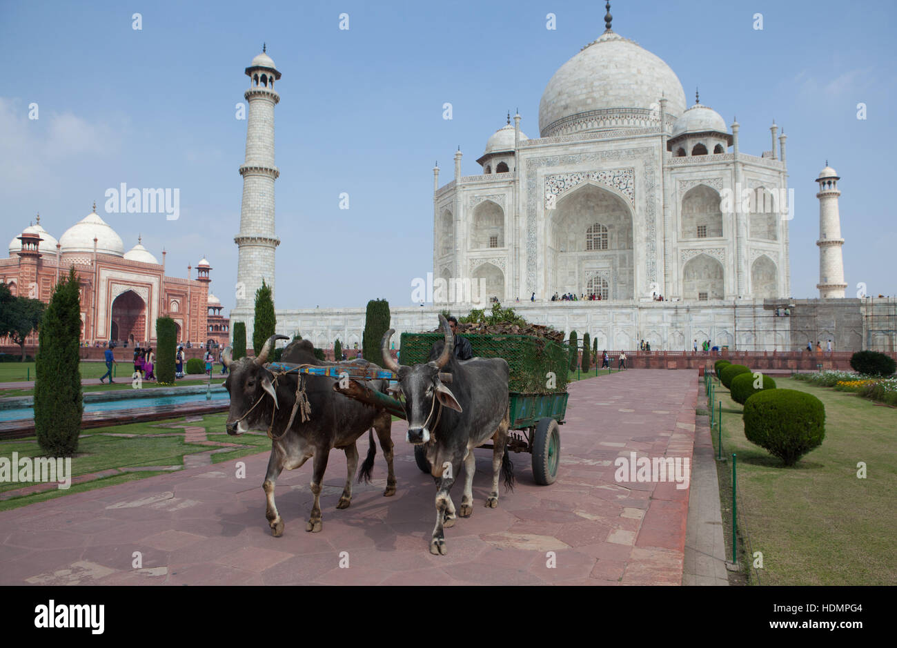 Carrello di giovenco davanti al Taj Mahal Agra,Uttar Pradesh, India, Foto Stock