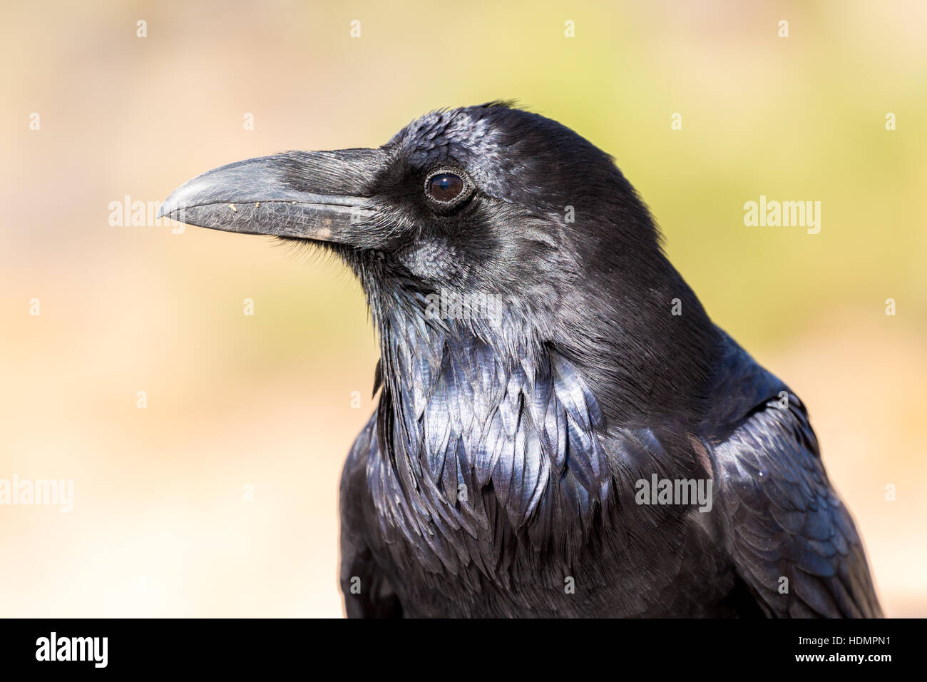 Comune o nord del corvo imperiale (Corvus corax), il lato verticale, il Parco Nazionale di Canyonlands, Utah, Stati Uniti d'America Foto Stock