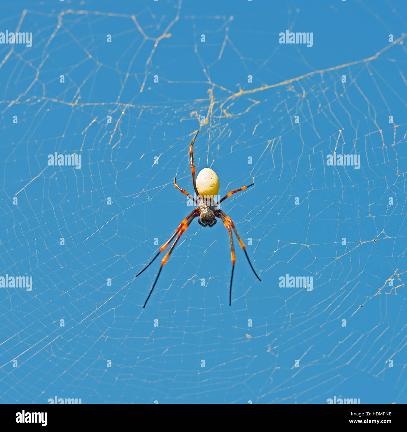 Un golden orb weaver spider (nephila), banana spider in un web, drawaqa isola, yasawa, isole Figi Foto Stock