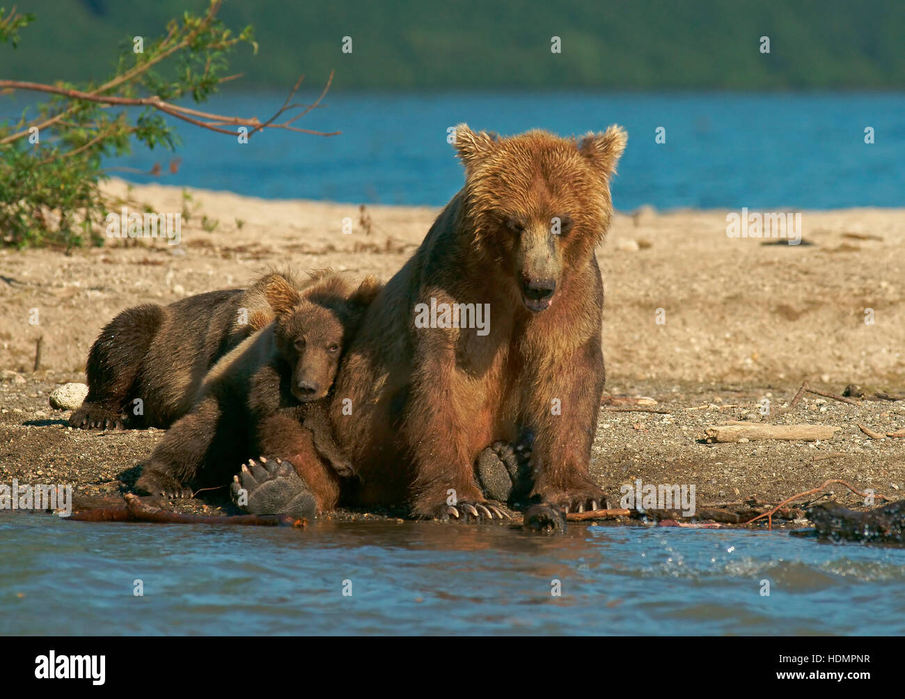 L'orso bruno (Ursus arctos), femmina al fiume con i cuccioli, la Kamchatka, Russia Foto Stock