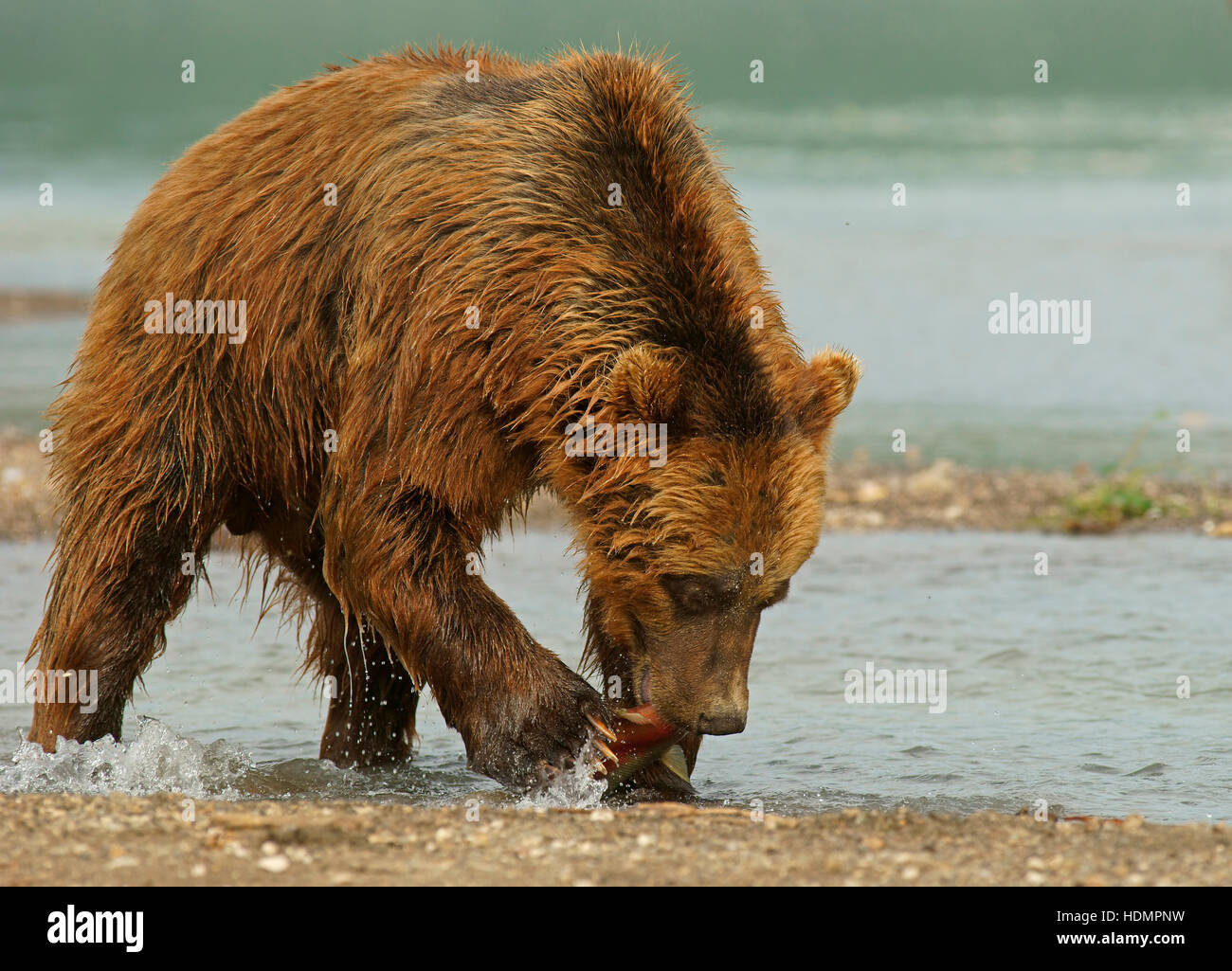 L'orso bruno (Ursus arctos) con salmone pescato, Kurile Lago, Kamchatka, Russia Foto Stock