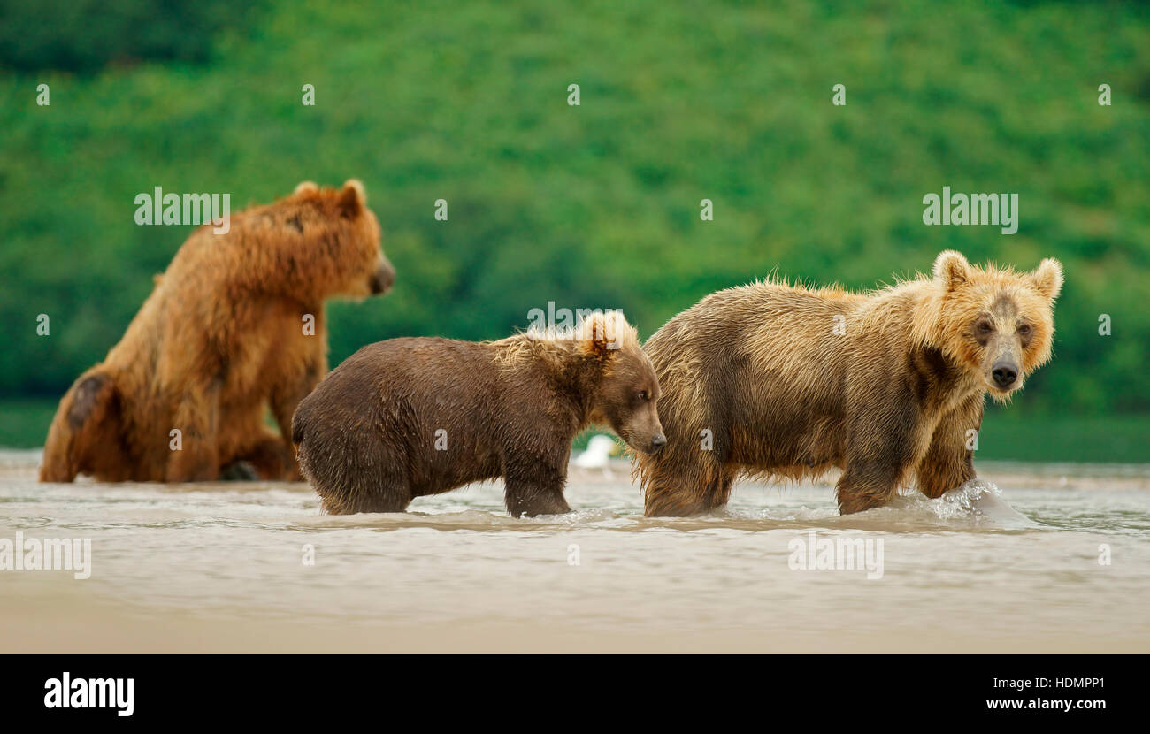L'orso bruno (Ursus arctos), femmina con i cuccioli nel fiume Kamchatka, Russia Foto Stock