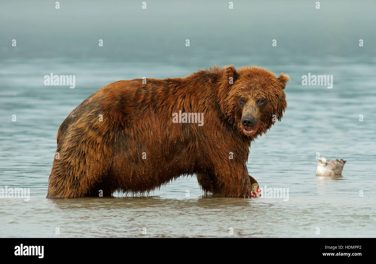 L'orso bruno (Ursus arctos) per la pesca del salmone, Kurile Lago, Kamchatka, Russia Foto Stock