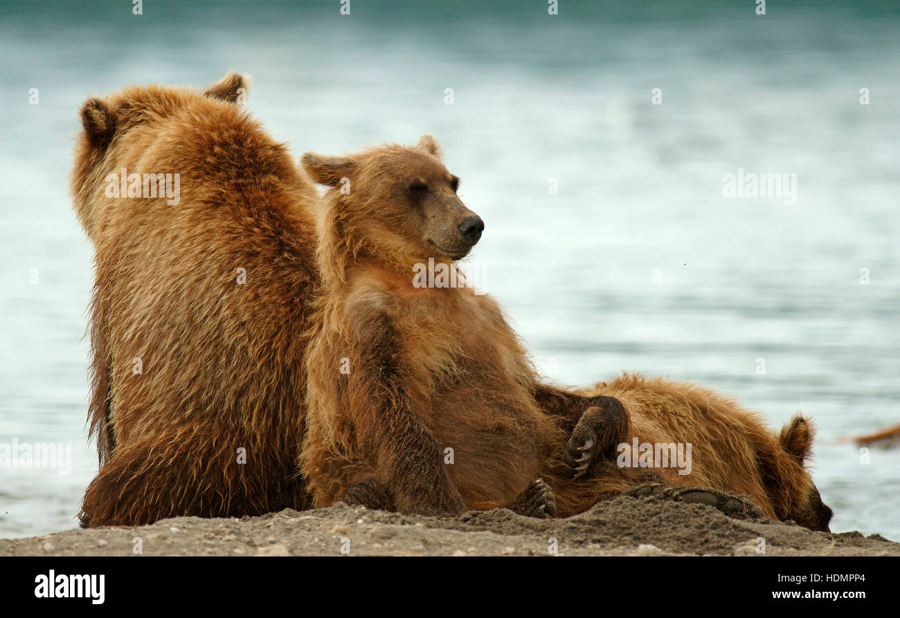 L'orso bruno (Ursus arctos), femmina e cuccioli di riposo, Kamchatka, Russia Foto Stock