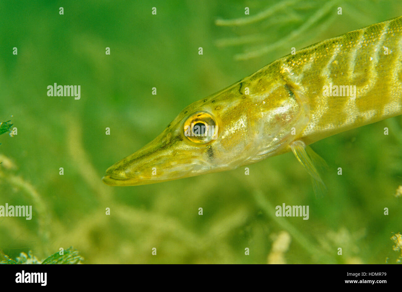 Luccio (Esox lucius) nel lago Erlaufsee, Maria Zell, Stiria, Austria, Europa Foto Stock