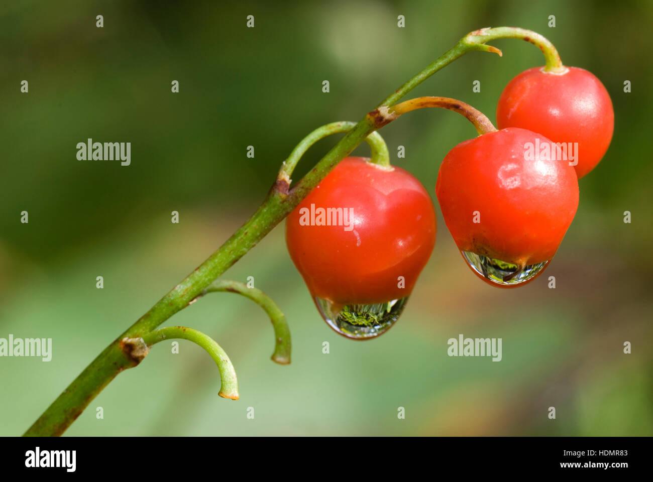 Agrodolce (Solanum dulcamara), Kalkalpen National Park, Austria superiore, Europa Foto Stock