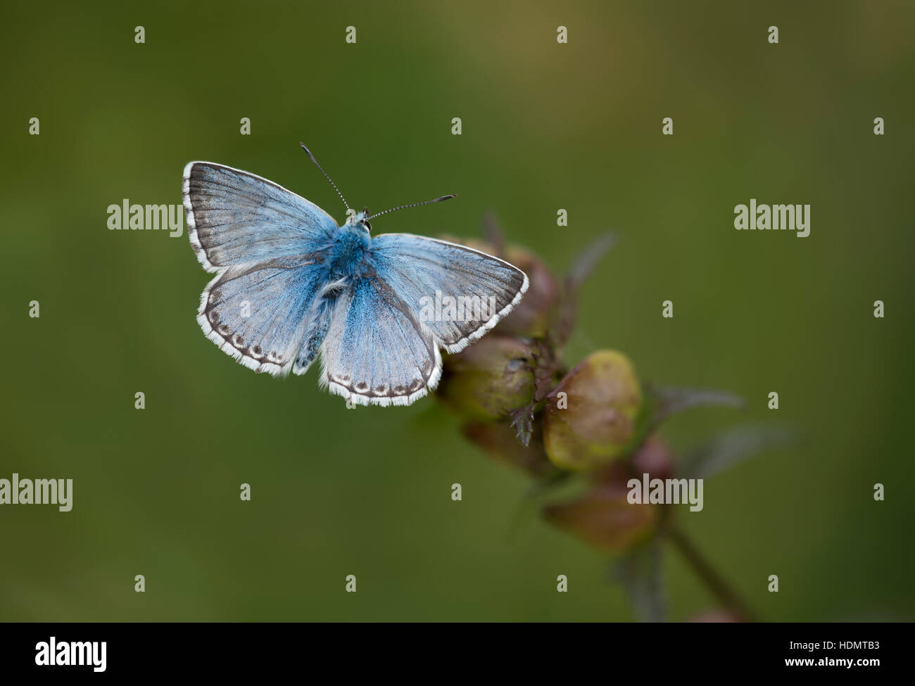 Un Chalkhill Blue Butterfly al St Catherine Hill in Hampshire. Foto Stock