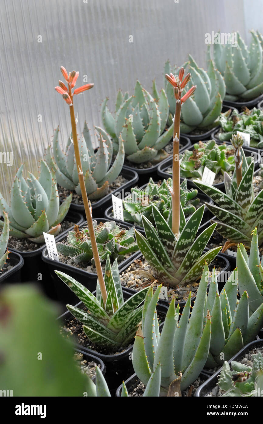 Le piante succulente collection Foto Stock