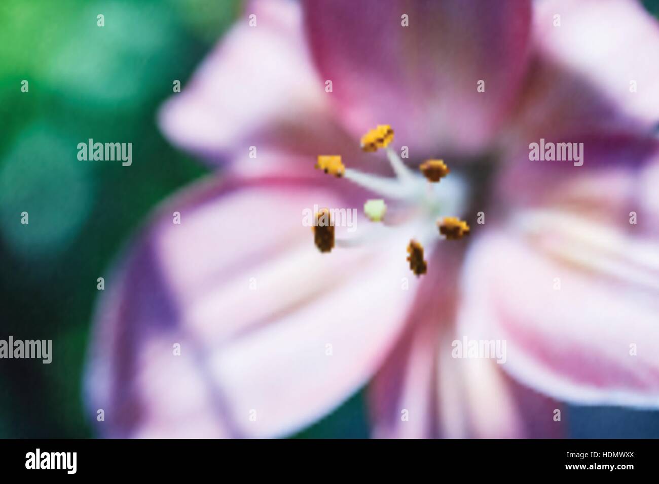 Il vettore dello sfondo. Fiore di giglio. Soft focus Illustrazione Vettoriale