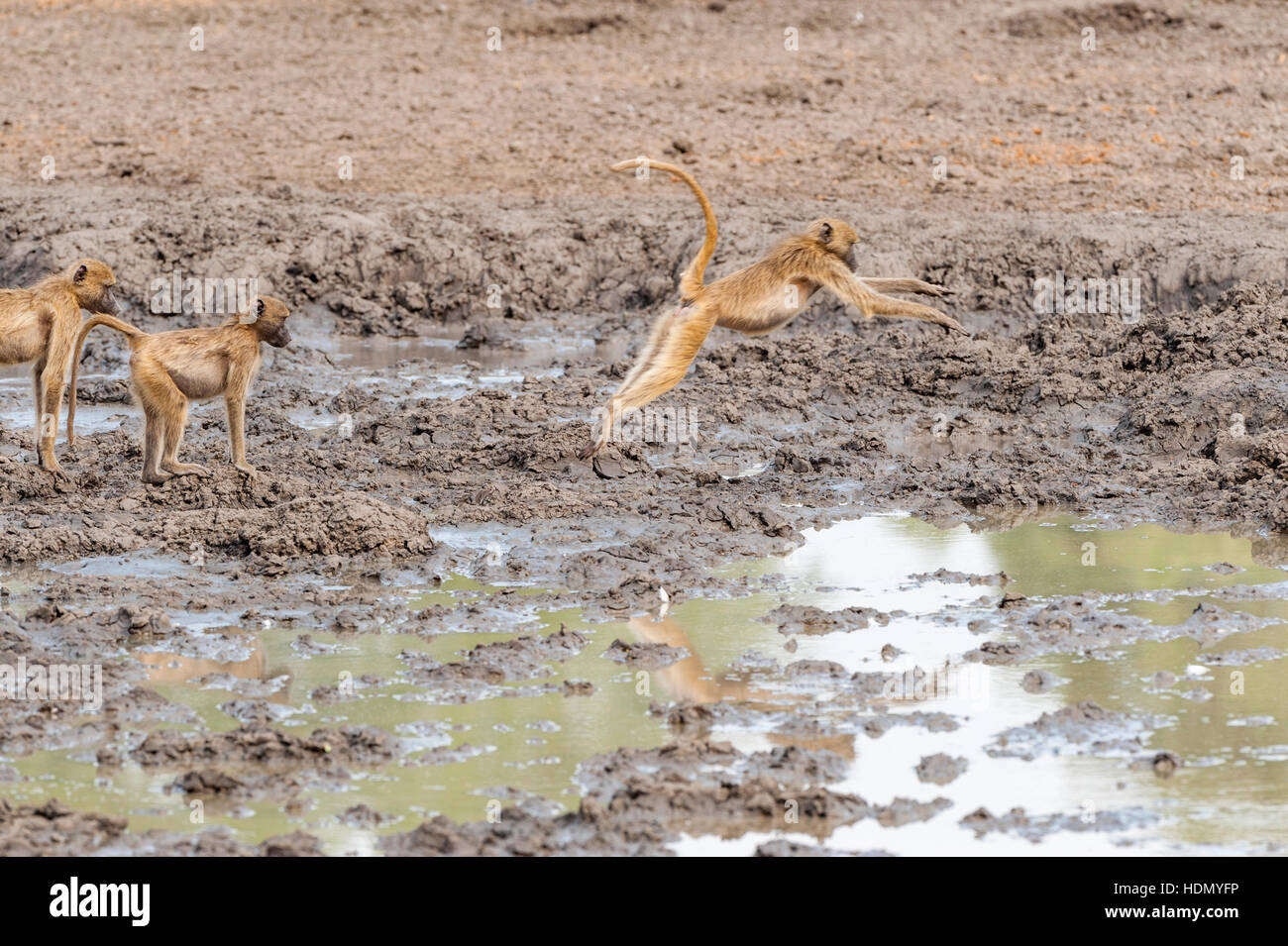 Chacma baboon jumping saltare sopra l'acqua Mana pan Foto Stock