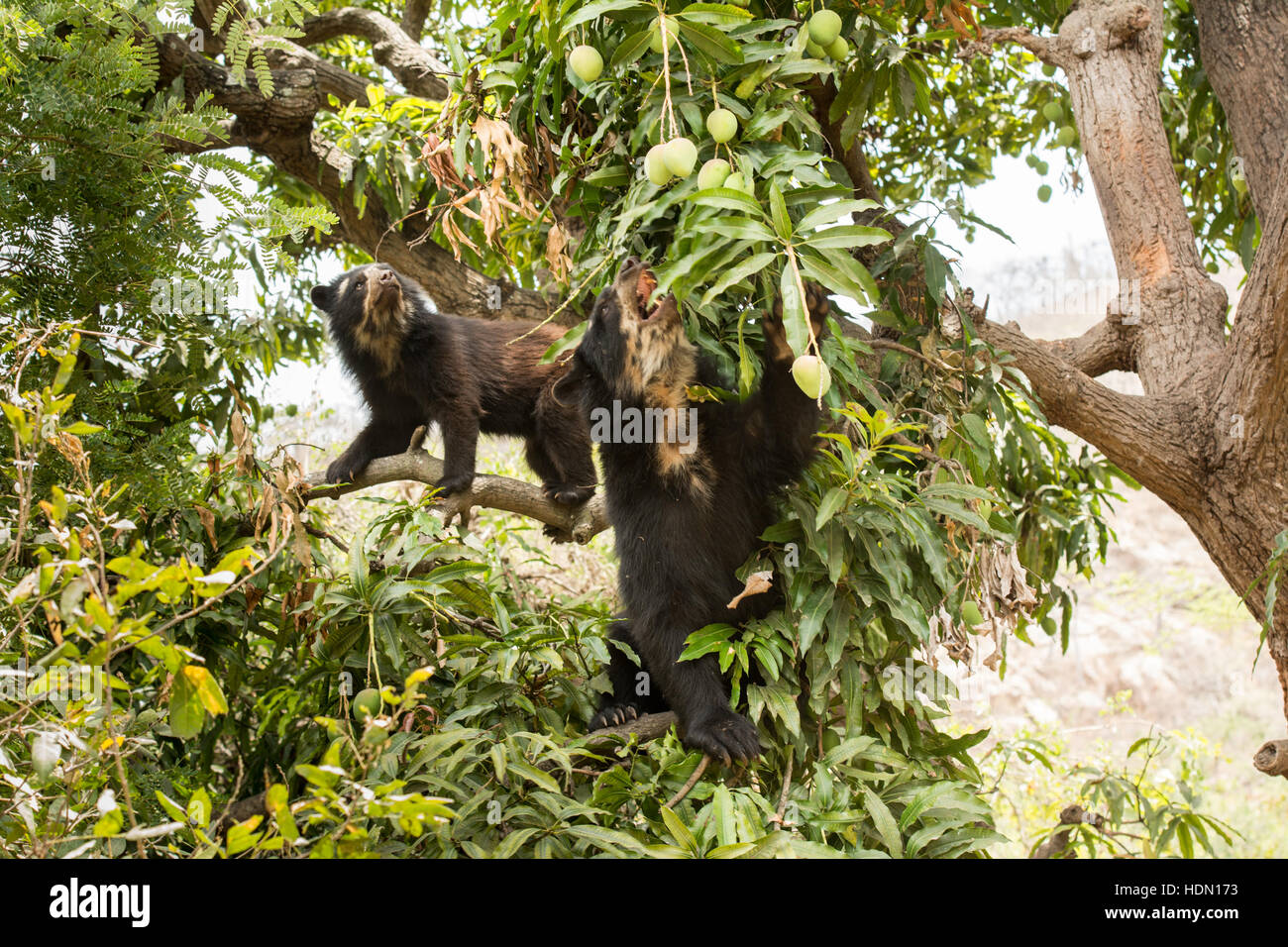 Due peruviani Spectacled Orsi (Tremarctos ornatus) raccogliere frutti da un albero di mango a Chaparri Riserva nel nord del Perù Foto Stock