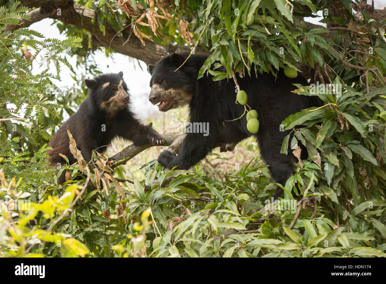 Due peruviani Spectacled Bears o orsi Andina (Tremarctos ornatus) in un albero di mango a Chaparri Riserva nel nord del Perù Foto Stock