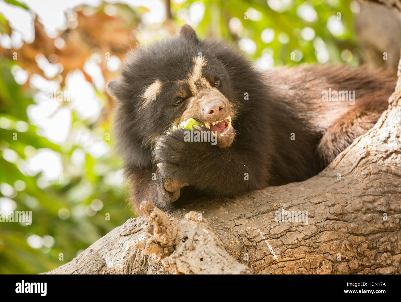 Spectacled peruviana orso o orso andino (Tremarctos ornatus) mangiando un mango in una struttura ad albero Chaparri Riserva nel nord del Perù Foto Stock