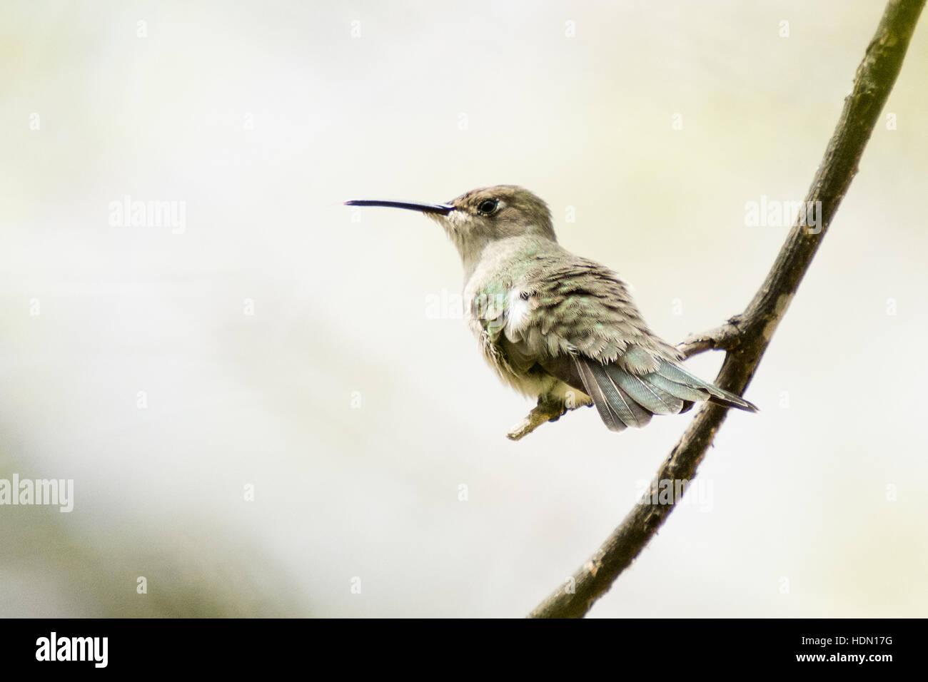Tumbes Hummingbird (Leucippus baeri) appollaiato sul ramo nella sua naturale foresta secca habitat nel nord del Perù Foto Stock