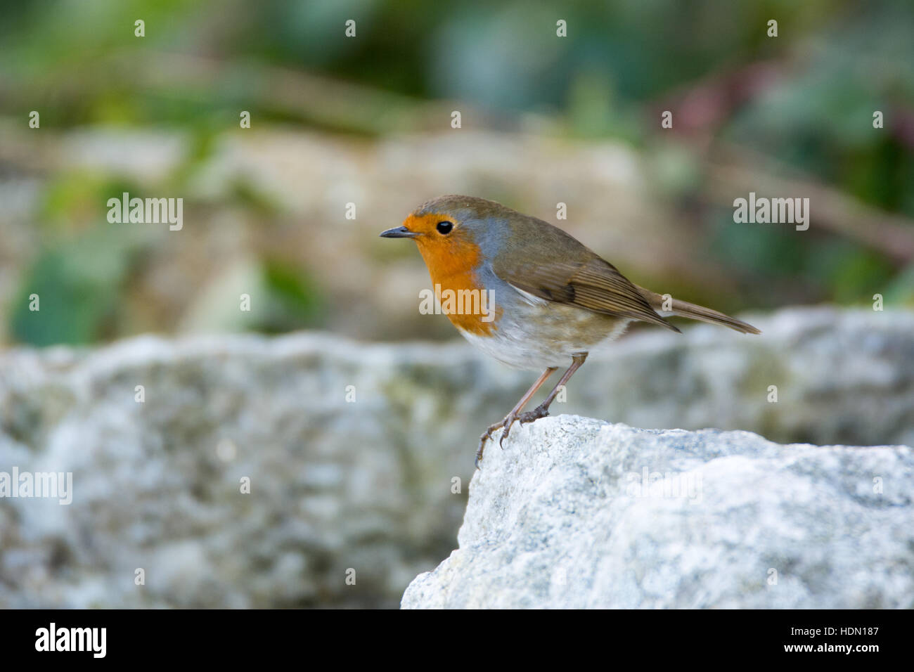 Unione Robin o Pettirosso su un muro di pietra in Irlanda Foto Stock