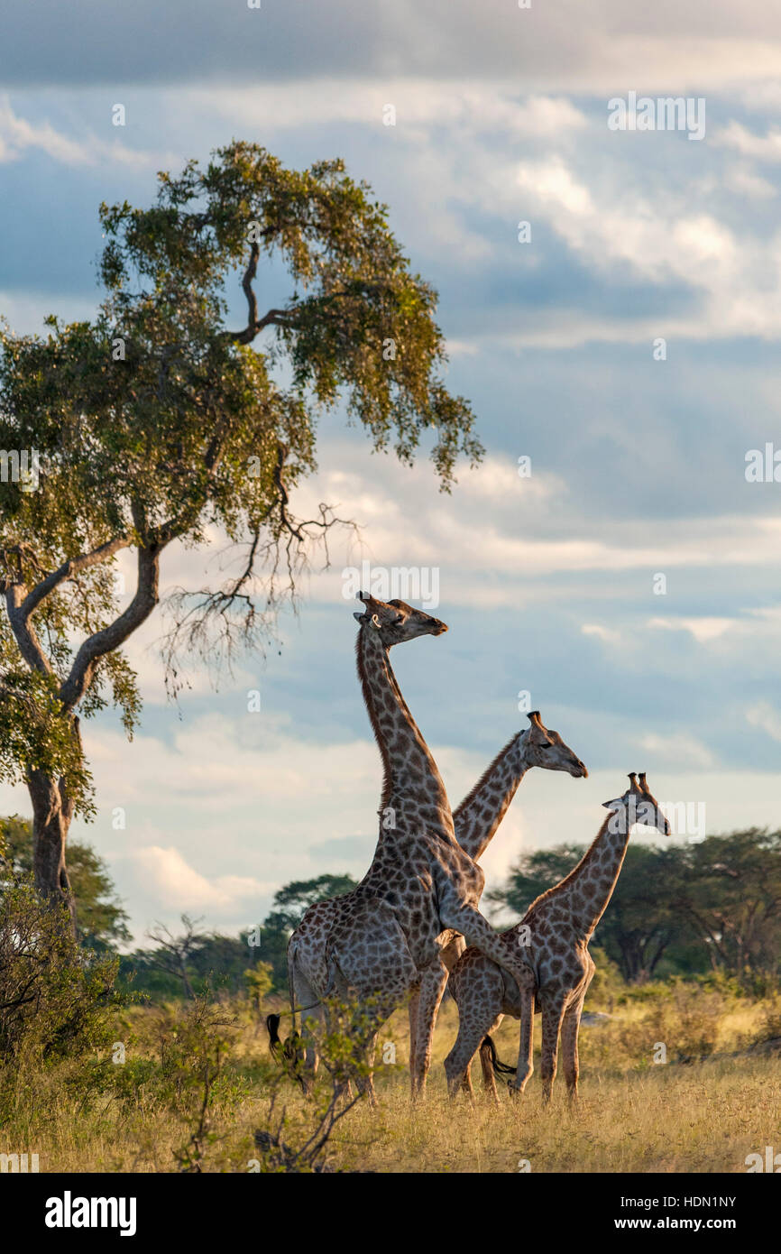 La giraffa coniugata comportamento insolito Hwange Zimbabwe Foto Stock