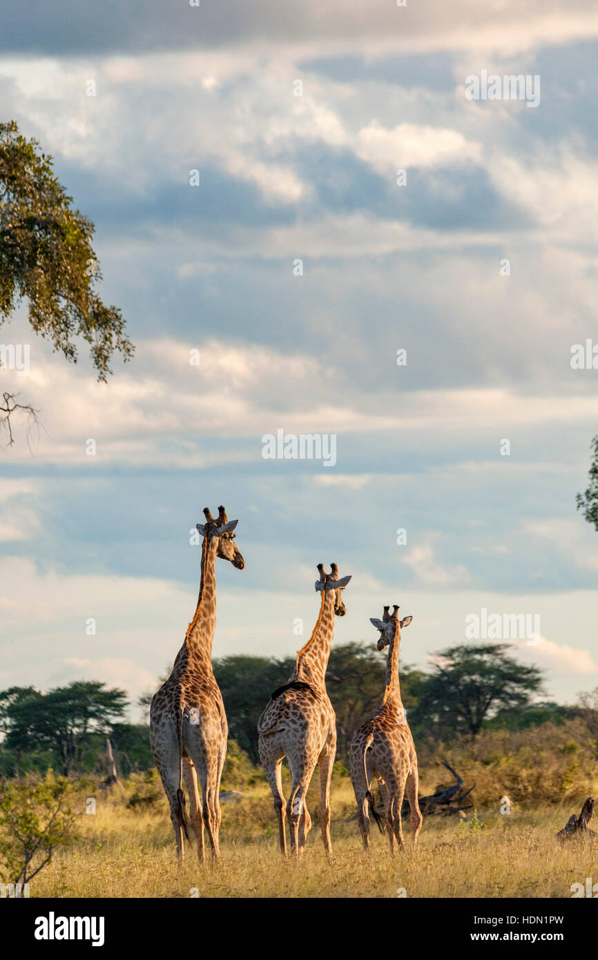 La giraffa coniugata comportamento insolito Hwange Zimbabwe Foto Stock