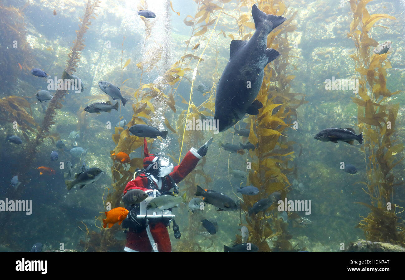 San Diego, California, Stati Uniti d'America. Xiii Dec, 2016. Birch Aquarium di Scripps diver Tony così colomba il gigante kelp serbatoio per pulirlo e poi alimentato il pesce, compreso questo gigante spigola dopo mezzogiorno martedì vestito come Babbo Natale. Il serbatoio comprende squali leopardo, garibaldi pesci e murene. Credito: Giovanni Gastaldo/ZUMA filo/Alamy Live News Foto Stock