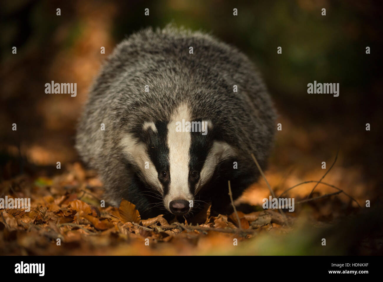 Unione Badger / Dachs ( Meles meles ), animale adulto, alla ricerca di cibo sul terreno di un bosco di latifoglie, Scatto frontale. Foto Stock