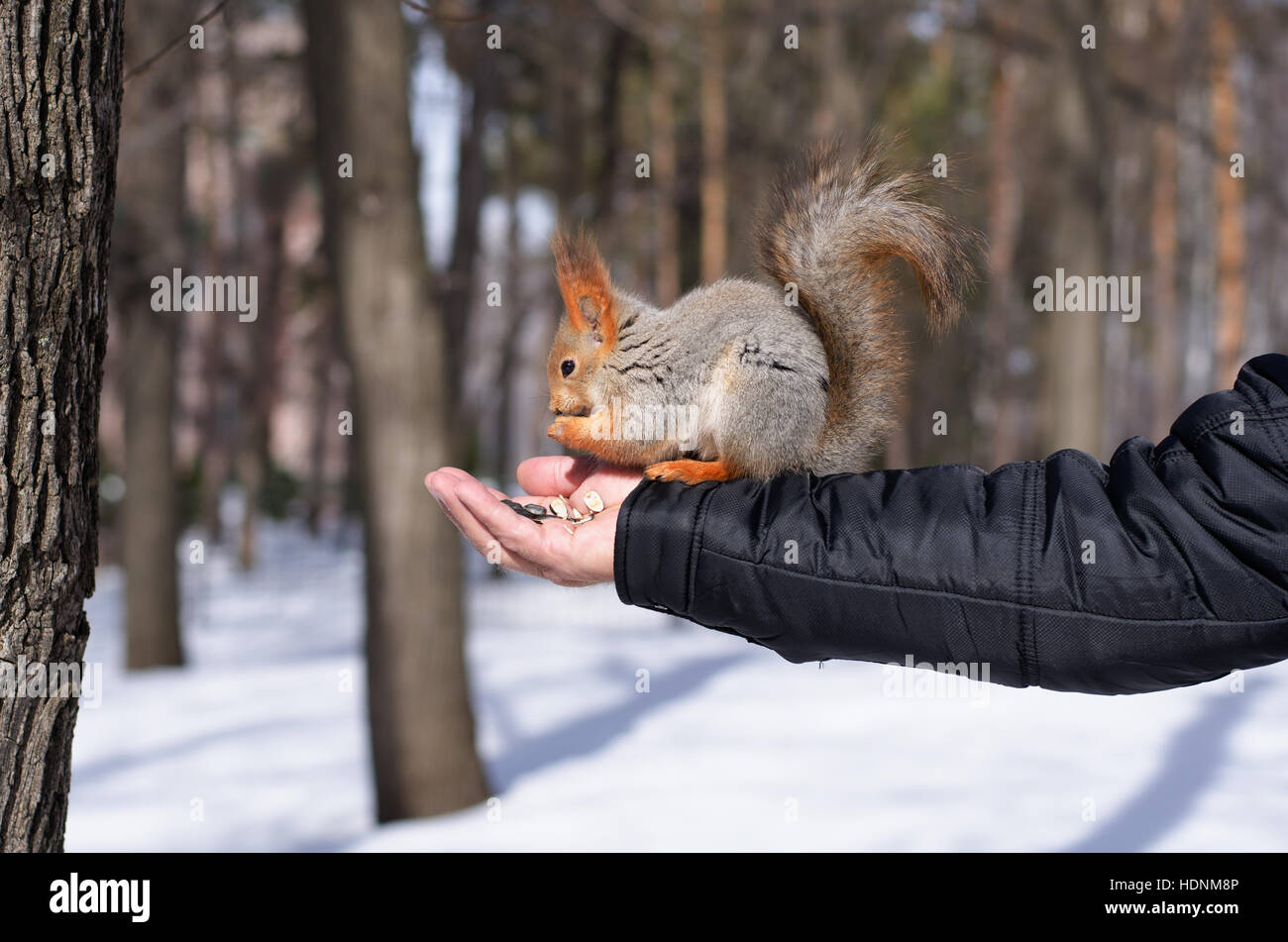 Lo scoiattolo mangiare i dadi da man mano su un sfondo inverno Foto Stock