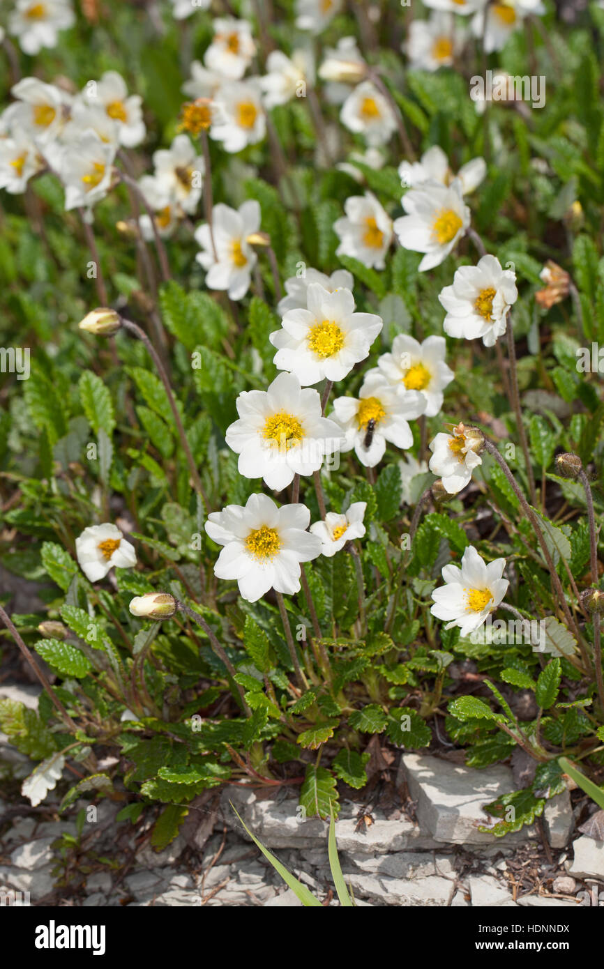 Silberwurz, Weiße Silberwurz, Mehrkronblättrige Silberwurz, Dryas octopetala, Dryas octopetala var. vestita, mountain avens, dryas bianco, bianco dryad Foto Stock