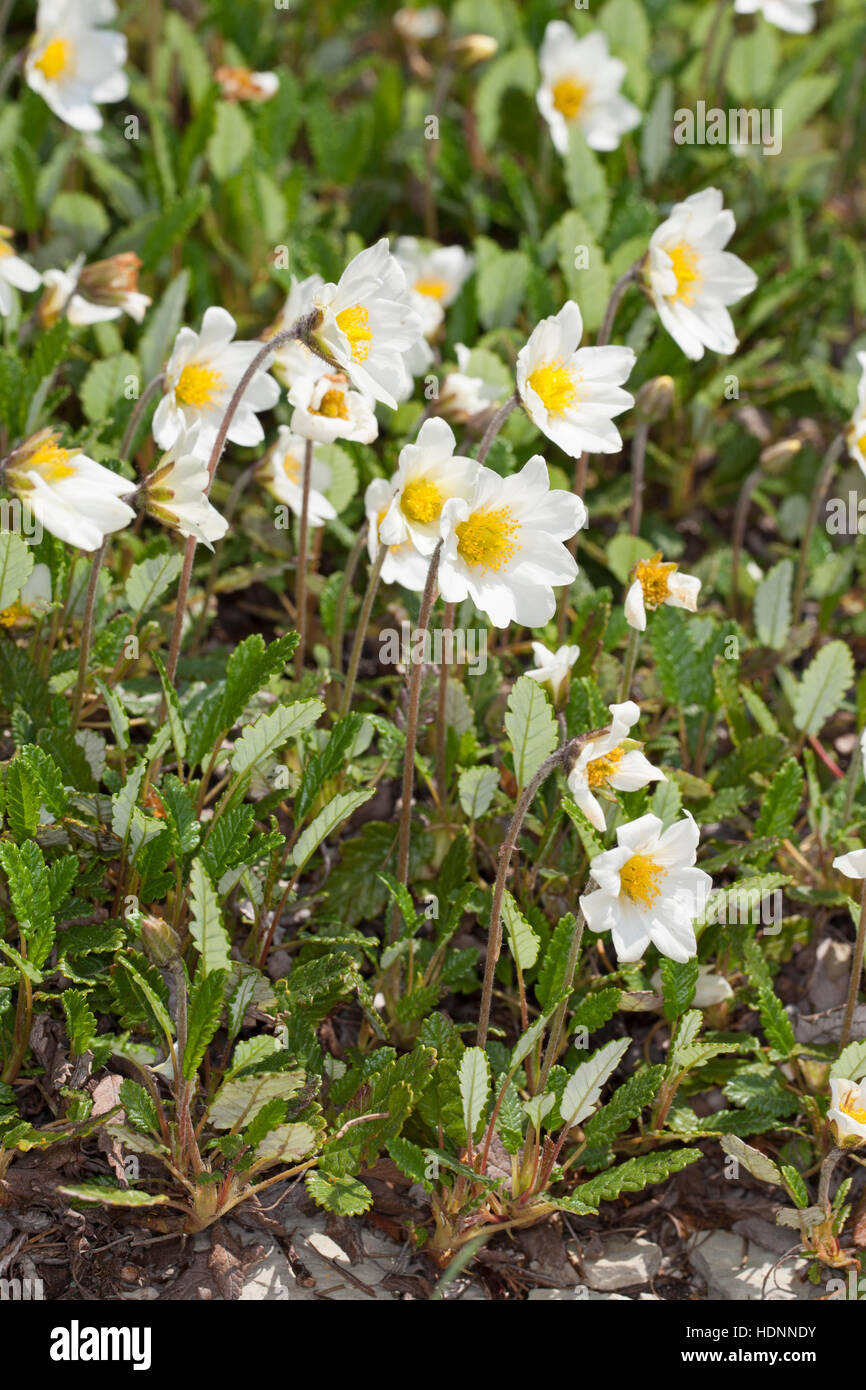 Silberwurz, Weiße Silberwurz, Mehrkronblättrige Silberwurz, Dryas octopetala, Dryas octopetala var. vestita, mountain avens, dryas bianco, bianco dryad Foto Stock