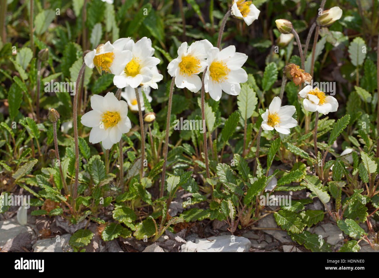 Silberwurz, Weiße Silberwurz, Mehrkronblättrige Silberwurz, Dryas octopetala, Dryas octopetala var. vestita, mountain avens, dryas bianco, bianco dryad Foto Stock