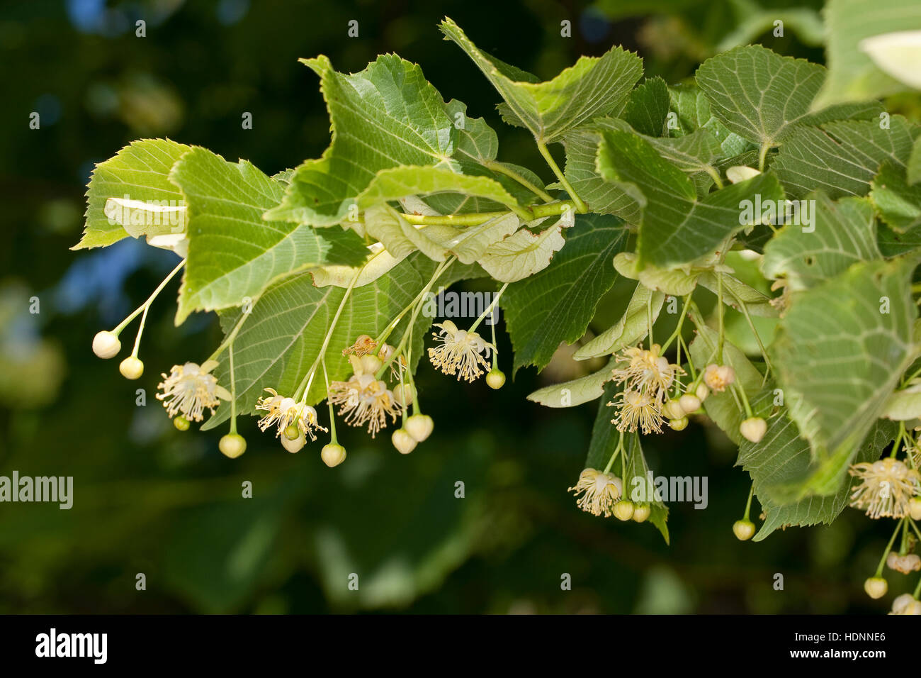 Sommer-Linde, Sommerlinde, Linde, Blüten, Blüte und Blätter, Blatt, Tilia platyphyllos, lasciava grandi lime Foto Stock