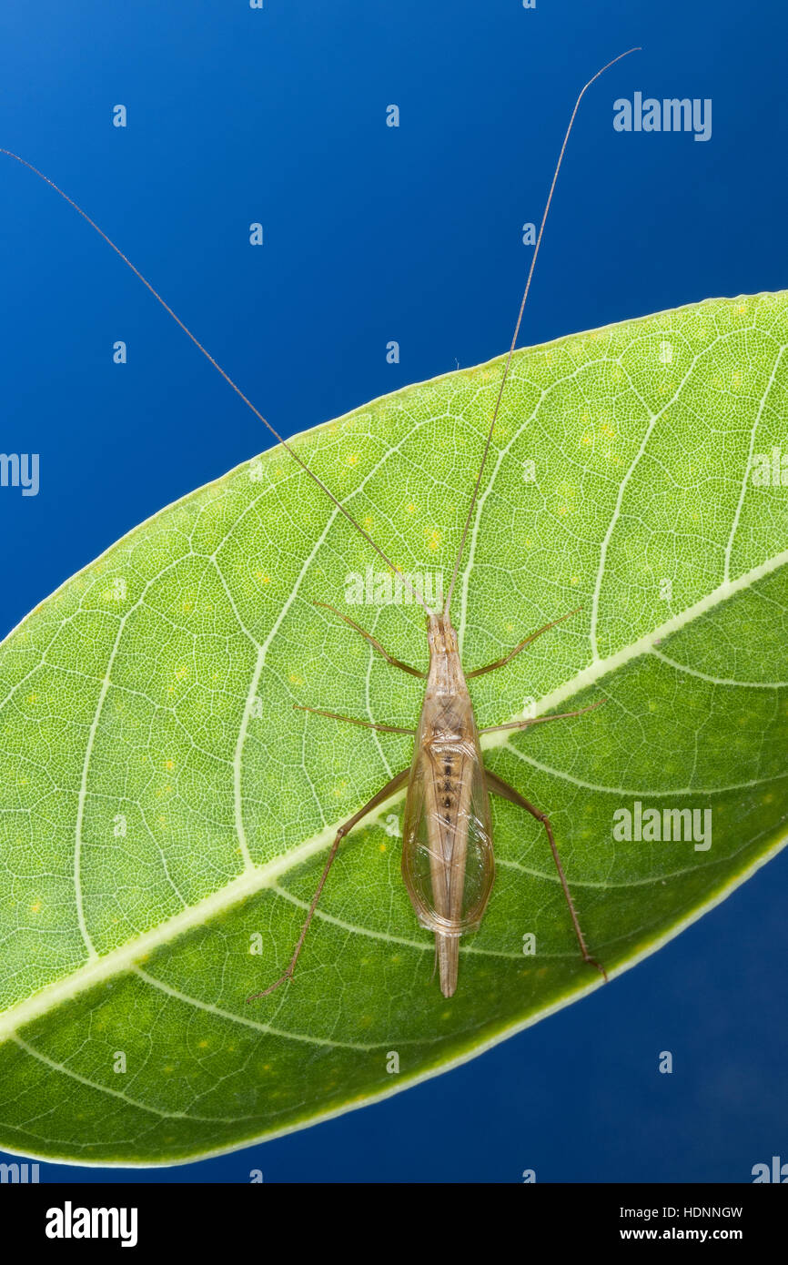 Weinhähnchen, Blütengrille, Männchen, Oecanthus pellucens, struttura italiana Cricket, maschio, calandra, Grillen, Gryllidae, cricket, Grilli Foto Stock