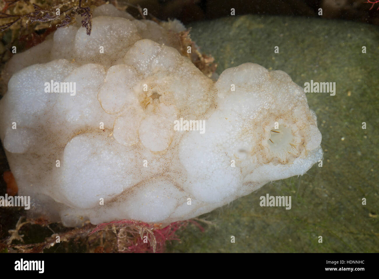 Weiße Warzenseescheide, Weiße Warzen-Seescheide, Warzen-Ascidie, Warzenascidie, Phallusia mammillata, Ascidia mammillata, mare bianco-squirt, mare bianco Foto Stock