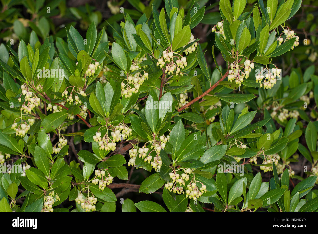 Westlicher Erdbeerbaum, Erdbeer-Baum, Arbutus unedo, Corbezzolo, Arbousier commun Foto Stock
