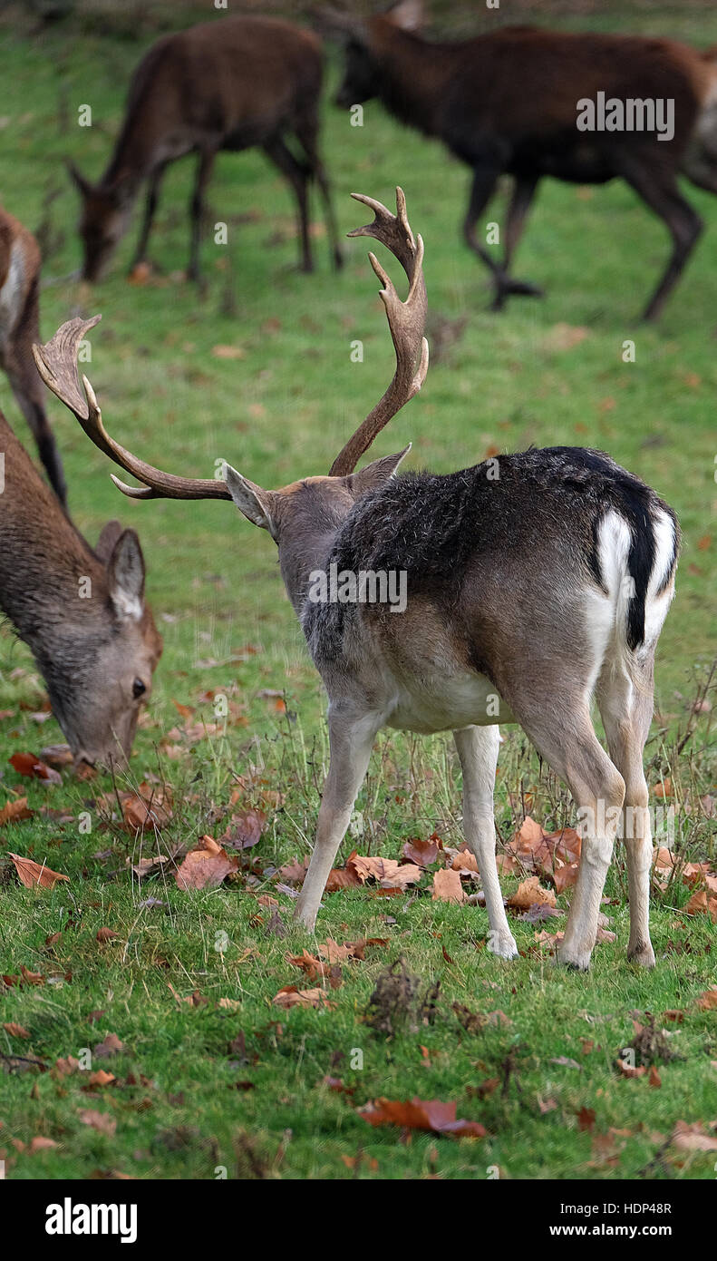 Parte posteriore del daino mostrando chiaramente fesa di bianco. Foto Stock