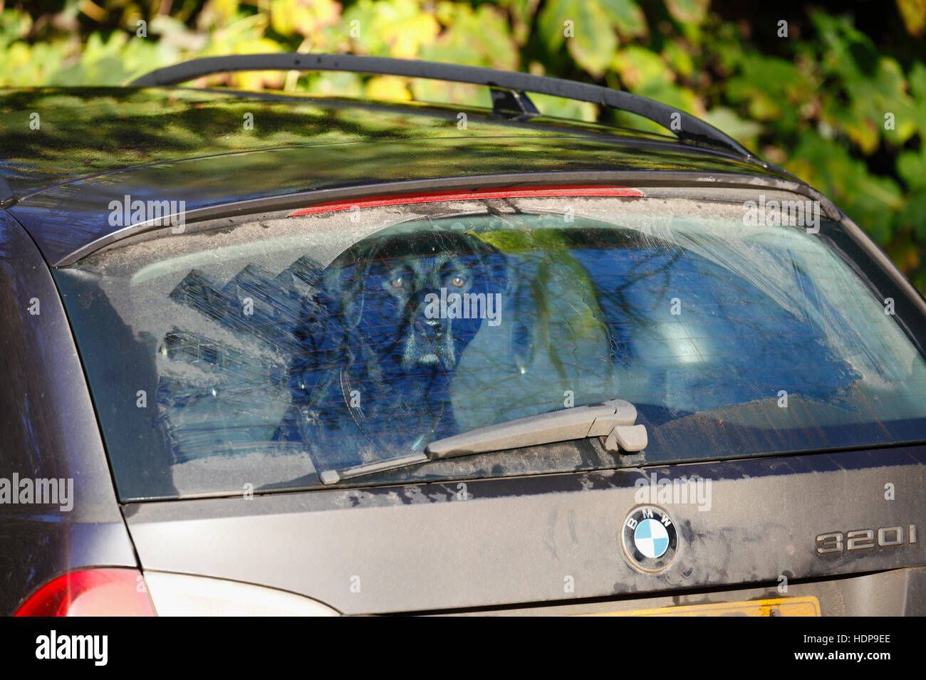 Il Labrador nero cane nel retro di un BMW auto. Foto Stock