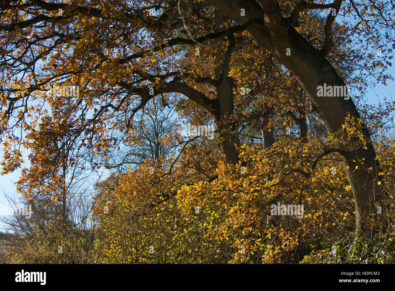 Coppia alberi di quercia con le loro foglie in brillante colore di autunno in una bella giornata con cielo blu, Berkshire, Novembre Foto Stock