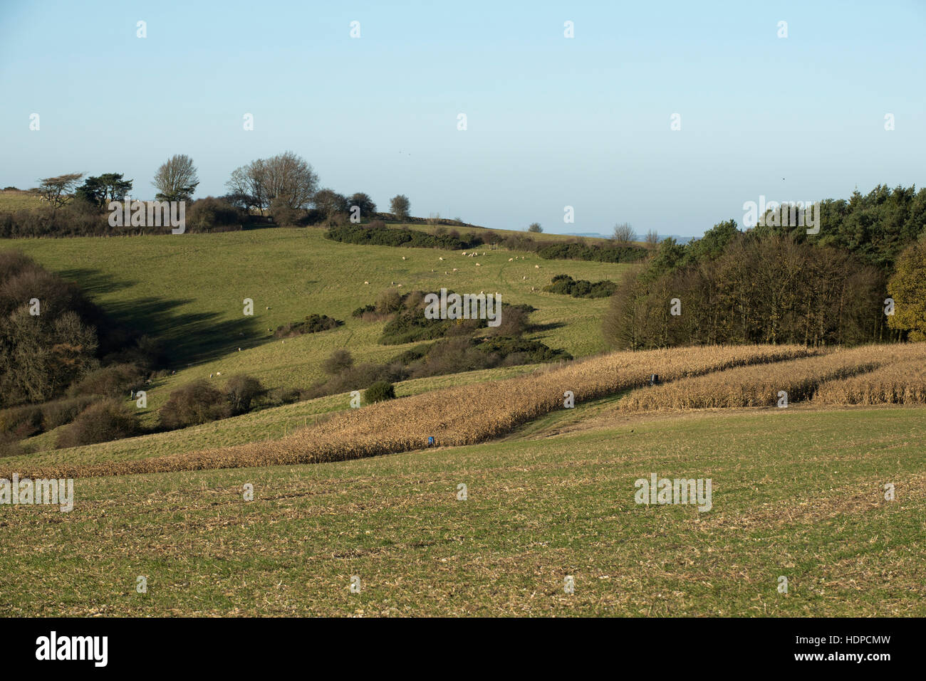 Il rotolamento downland terreni agricoli con il gioco delle colture di mais, piantina di cereali e pascolo di ovini, Berkshire, Novembre Foto Stock