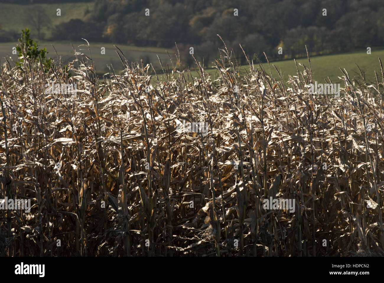 Gioco di mais secco raccolto di foraggio invernale e coperchio per fagiani e pernici, Berkshire, Novembre Foto Stock