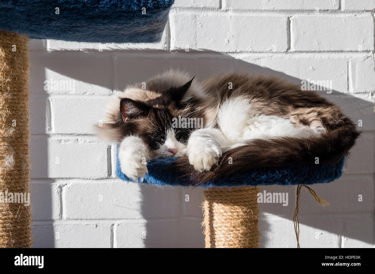Un adulto gatto Ragdoll crogiolarsi nella luce solare in ambienti interni Foto Stock