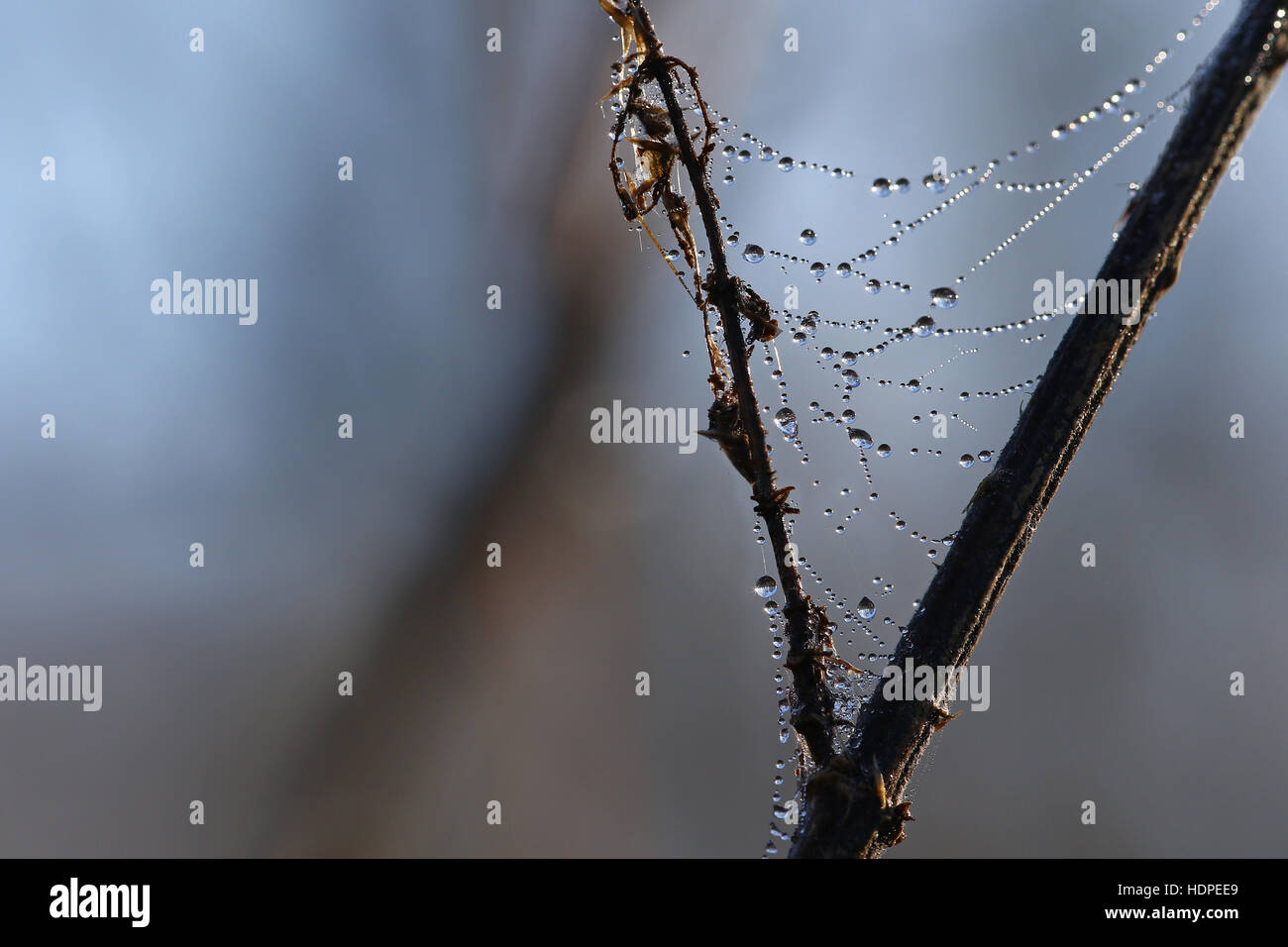 Minuscole goccioline di acqua che copre una ragnatela su un ramo di albero Foto Stock