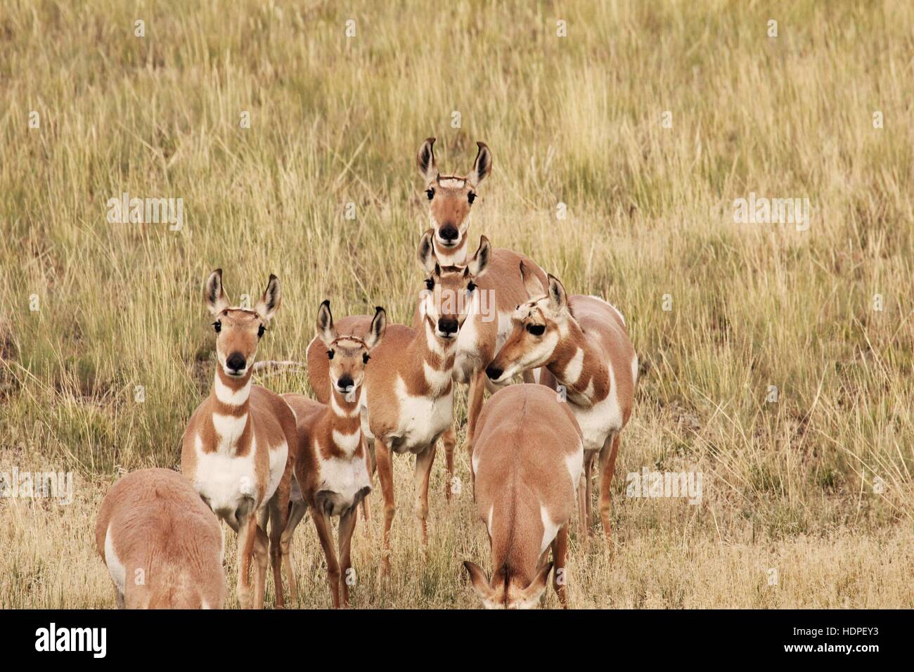 Un gruppo di donne pronghorn nel sud-ovest Montana Foto Stock